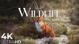 Wildlife Animals Relaxation Film 4K  Peaceful Relaxing Music  4k Video UltraHD [upl. by Shama]