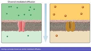 Detailed Animation on Facilitated Diffusion [upl. by Kyl249]