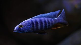 Sciaenochromis fryeri quotchidunga rocksquot WF [upl. by Ojybbob]