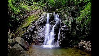 🍃Woda i Ptaki w LesieOdgłosy Natury Muzyka Relaksacyjna Tło Muzyczne🎧 Water Sounds Nature Relaxing [upl. by Oniuqa]