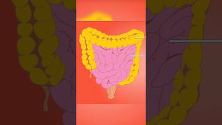 Organs of the Digestive system anatomy biology neet [upl. by Ximenes]