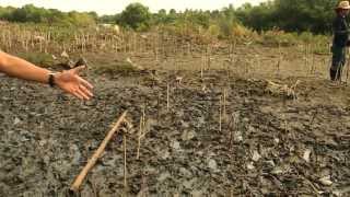 Mangrove Tree Planting 2014  Noveleta Cavite [upl. by Garlinda]