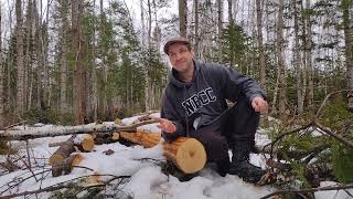 Dendrochronology What tree growth rings tell us about our forest [upl. by Oisor]