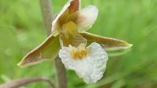 Kruszczyk błotny – Epipactis palustris [upl. by Lotus]