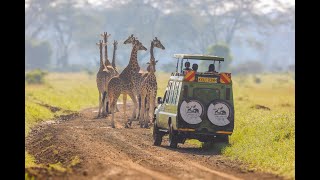 Rothschild Giraffe [upl. by Marcelline]