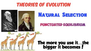 Theories of evolution  Lamarck  natural selection law of use and disuse [upl. by Stranger747]