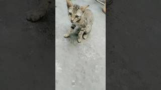 cute kitty 🥰 kitty cute reelsinstagram youtubeshorts virlshorts short terndinge beautiful [upl. by Nottarts486]