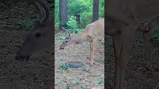 deer wildlife trailcamactivity [upl. by Leuqcar]