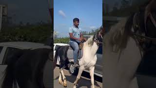 My ❤️ 📍munar horse trip NehasitharaSithara youtubeshorts munar hours trip [upl. by Nnylirej]