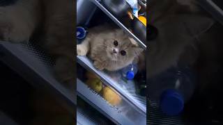 Cat sitting inside the fridge 🫢🤔 [upl. by Cherice317]