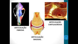 Artrologia  Anatomia animal  Medicina Veterinária  Aprenda Tudo Nessa Vídeo Aula [upl. by Leonteen]