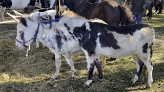 Pferdemarkt ZUIDLAREN Paardenmarkt in Holland NL am 17102023 Teil 1 [upl. by Eterg417]