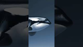 How Orcas find their way using echolocation sounds Killer whales in Gulf of Mexico [upl. by Allisurd]