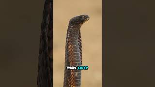 One Bite from This Snake Can Incapacitate an Elephant shorts [upl. by Parks]