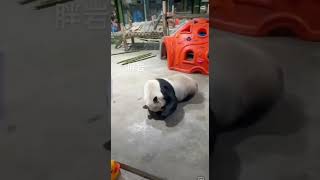 Fat Yan who loves sports has come to the Giant Panda Lingyan Giant Pandas main theme is leisure [upl. by Jose]