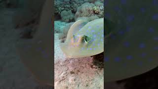 The Graceful Bluespotted Ribbontail Ray [upl. by Anawait]