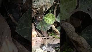 Jewel orchid in nature orchid rare panjaitanfarm nature [upl. by Auburta]