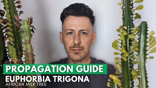 Euphorbia Trigona African Milk Tree Propagation  Updates [upl. by Yentruoc]