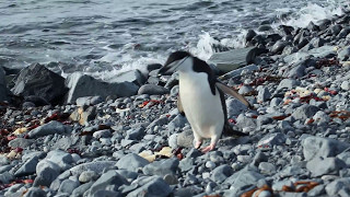 Chinstrap Penguin Waddling Along the Antarctic Shore [upl. by Ramirol290]