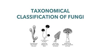 Medical Mycology Taxonomical Classification of Fungi [upl. by Dmitri]