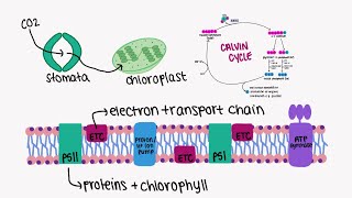 AQA A LEVEL BIOLOGY TOPIC 51  Photosynthesis [upl. by Dillie]