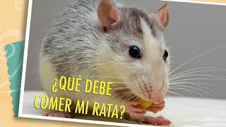 CAP 253 Consejos veterinarios sobre PEQUEÑOS MAMIFEROS domésticos Las ratas como mascota [upl. by Penoyer]