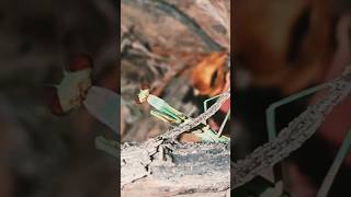 Praying mantis  mantis bug nature outdoor [upl. by Battista]