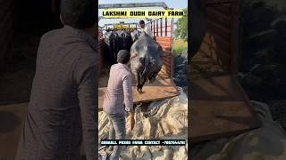 hamara sirf ek hi business hove dairyfarm buffalodairy buffalofarm viralvideo sorts [upl. by Anoif]