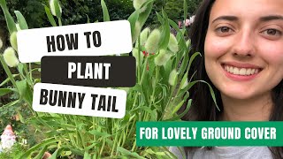 How To Plant Out Bunny Tail In Your Garden [upl. by Giarc]