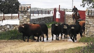 Los Toros Luis Algarra Polera Y La Entrevista Con Dña Aurora Algarra [upl. by Shalom741]