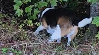 BEAGLE Walk In The Ditch Snooping [upl. by Nesnar]