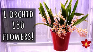 😲 SHOCKING amount of flowers Oncidium Tiny Twinkle Spotlight amp Care Tips [upl. by Argus]