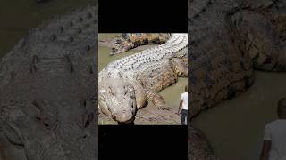 Biggest Crocodile Ever found😲 crocodile guinnessworldrecords ytshorts [upl. by Rehpotsihc470]