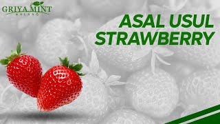 Asal Usul Buah Strawberry [upl. by Zed198]