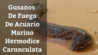 🔵 Gusanos De Fuego De Acuario MarinoHermodice Carunculata Y Eurythoe Complanata Acuarios MB [upl. by Leirbaj]