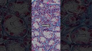 Protein Blocking Bone Growth Future Osteoporosis Treatment science bones osteoporosis ytshorts [upl. by Notsae428]