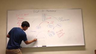 TGFB Signaling Pathway [upl. by Maddeu]