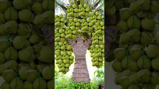 Coconut Tree growing technique  grow tree garden natural shorts [upl. by Fonz]