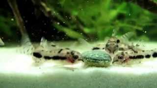 Dwarfs corydoras Corydoras pygmaeus Corydoras hastatus y Corydoras habrosus Colombia [upl. by Etnuahc]