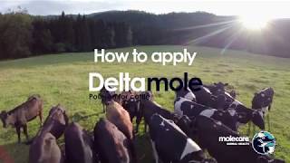 How To Apply Deltamole  Fly control Pour On For Cattle from Molecare [upl. by Mcdougall]