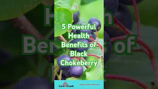 5 Powerful Health Benefits of Black Chokeberry  carecrash [upl. by Carlock]