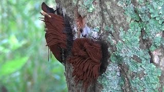 Stemonitis Slime Mold blowing in the wind [upl. by Suinotna]