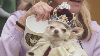 Krewe of Barkus and other to roll Sunday [upl. by Lorilee840]