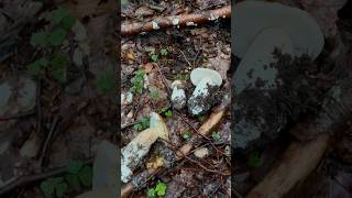 FUNGHI PORCINI con il TUONO 😱🙈porcini funghiporcini funghi boletus boletusedulis fungo [upl. by Lalad362]