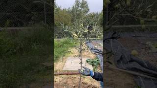 Pruning and Harvesting Olive Tree🌱🫒 [upl. by Joanne]