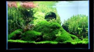 Just Aquascaping  little ecospace [upl. by Lakym]