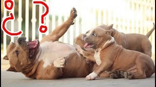 Consejos para novatos desparasitar vacunar comida PITBULL BULLY [upl. by Hsinam]