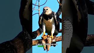 harpy eagle 🦅 the strong eagle on earth eagles globalcreator animals shorts wildlife [upl. by Engamrahc]