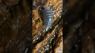 Armadillo officinalis a fabulous isopod species from Greece A true roly poly [upl. by Phia]