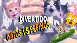 LOS NEGROS DE ATAUD GATOS VS PEPINOS [upl. by Brinn]